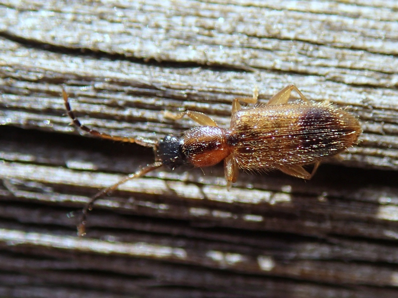 Telephanus velox - Silvanidae
